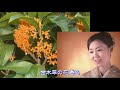 일본엔카//ふたり秋日和 永井みゆき/日本歌曲