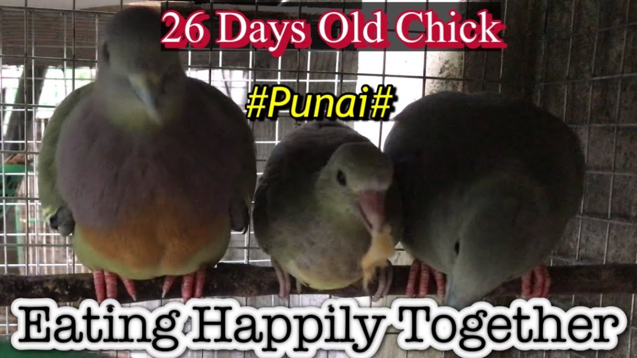 26Days Old Chick | Pink-Necked Green Pigeon | Eating Happily Together With Parents @WildNatureUniqueTV.