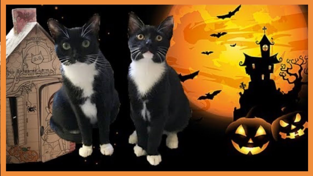 We Built A Haunted House...for cats? YouTube