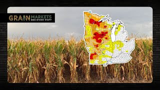 HUGE Corn Crop Despite Drought - USDA