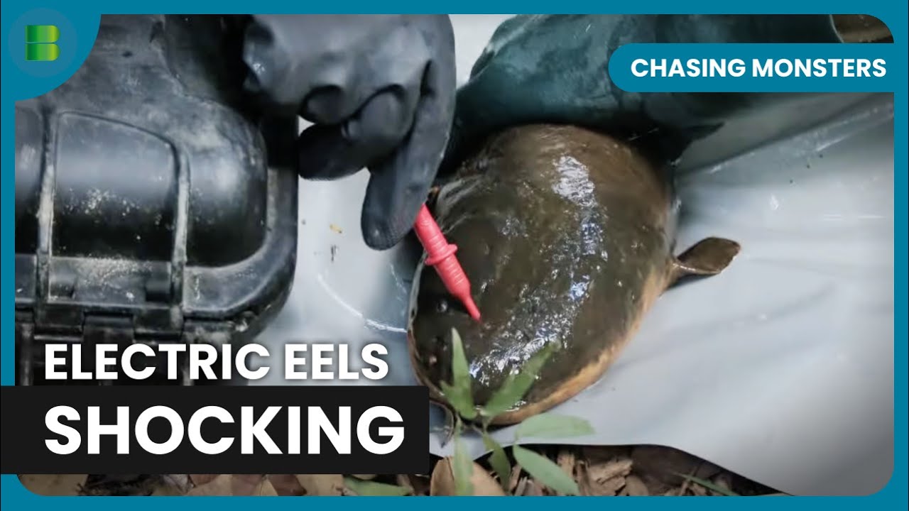 Can Electric Eels Really Kill You? Chasing Monsters YouTube