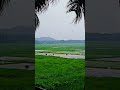 ഒരു കൊച്ചു ഗ്രാമം🌾#morningvibes #village #workers #viral #shortvideo #shortsfeed #shorts