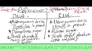 7. SIMILARITIES AND DIFFERENCES DNA AND RNA... LIFE SCIENCES GRADE 12