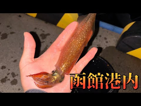 【函館ヤリイカ釣り】夜の静かな函館港内でヤリイカ来た！