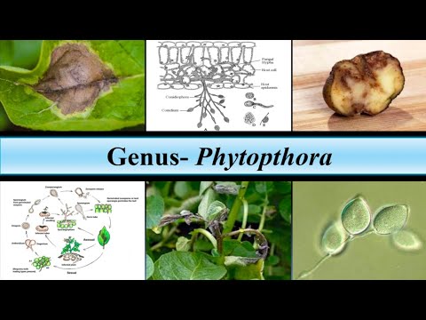 #Phytophthora- તેની મહત્વની લાક્ષણિકતાઓ, પ્રજનન, તેનાથી થતા રોગો અને જીવન ચક્ર