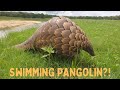 Swimming Pangolin Nanzhila Safaris Kafue National Park Zambia