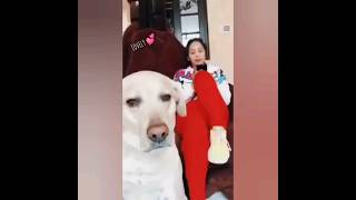 Dancing dog | cute pet video | cute animal video | #shorts | #viralshort | #ytshorts
