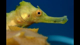 Racha & Coral Island Day Trip by Speedboat , Phuket, Thailand  2025 [FULL TOUR] GX010857