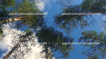 Vertical perspective within a dense forest of pine trees