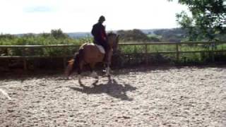 Europeans Norway And Dressage Pony For Sale
