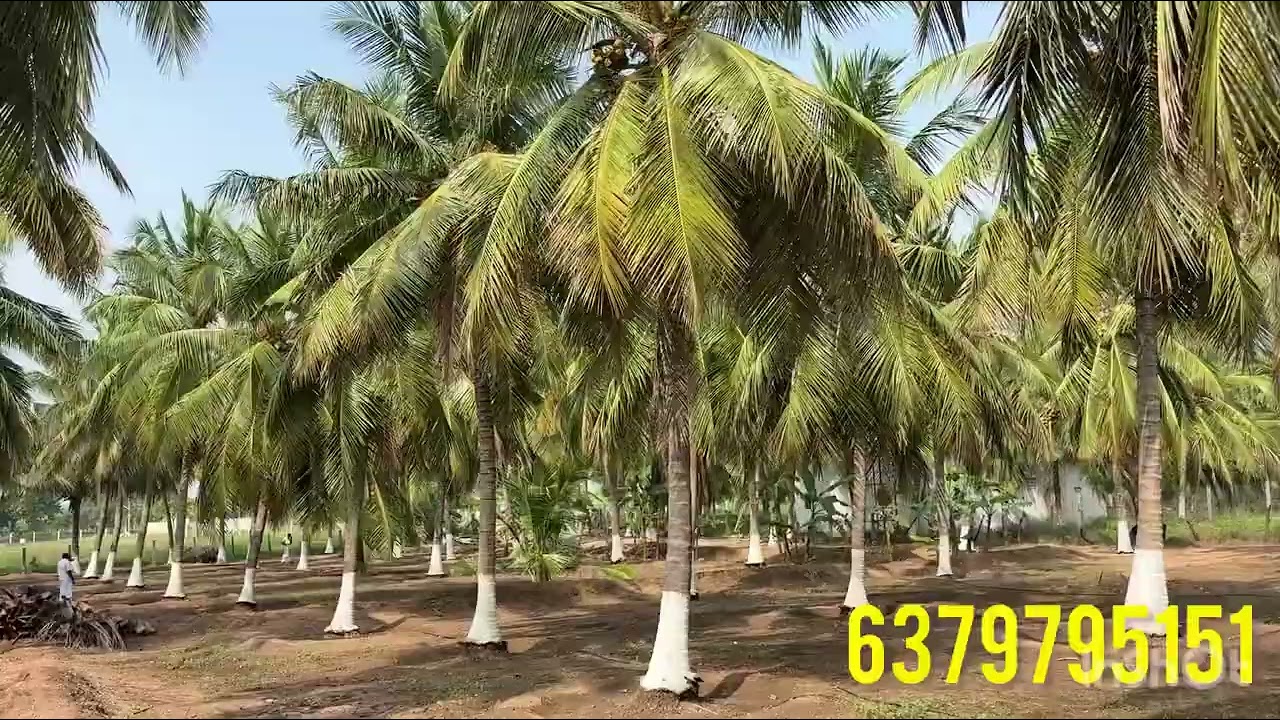 வெறுங்காடு வாங்கும் விலையில் தென்னை தோப்பு விற்பனைக்கு!!!🌴4.5 ஏக்கர் sale in குண்டடம் ஏரியா🌴