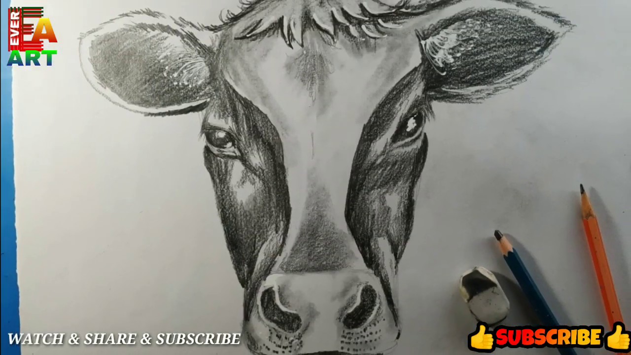 How to draw a Cow face step by step  Cow face sketch  Cow drawing cartoon   Cow drawing Cow cartoon drawing Cow cartoon images