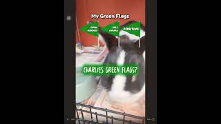 Charlie’s green flags? #snowycharlie 