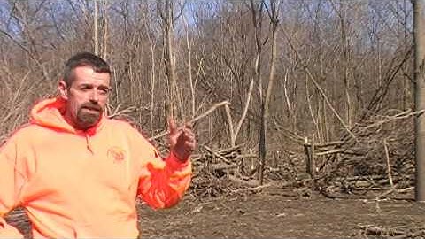 jimwardwhitetailacademy.com - #1 Manipulating Habitat To Create Bedding and Tree Stand Locations