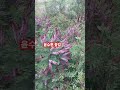 #윤수현 #노래 #꽃길