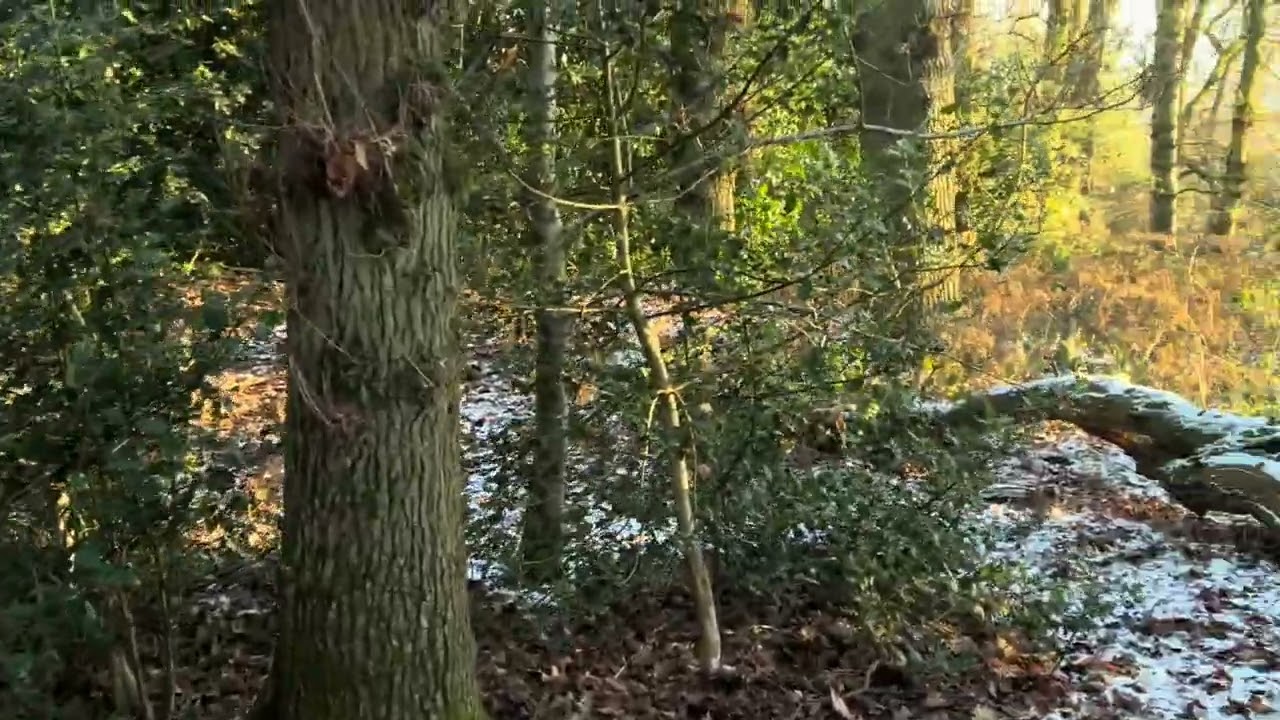 Almost Winter Nature Walk, UK | Calm Forest Ambience ❄️🌲