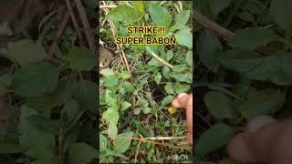 STRIKE SUPER BABON !!#Ngurek#short