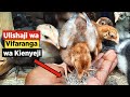 Jinsi Ya Kuwalisha Kuku Wa Kienyeji Wakuwe Haraka Jinsi Ya Kuwalisha Kuku Wa Kienyeji Wakuwe Haraka