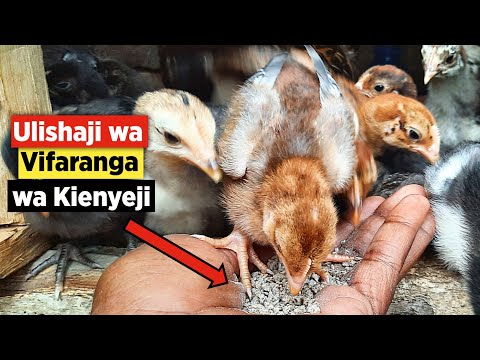 Video: Jinsi Ya Kutunza Kuku Wa Kituruki, Jinsi Ya Kuwalisha