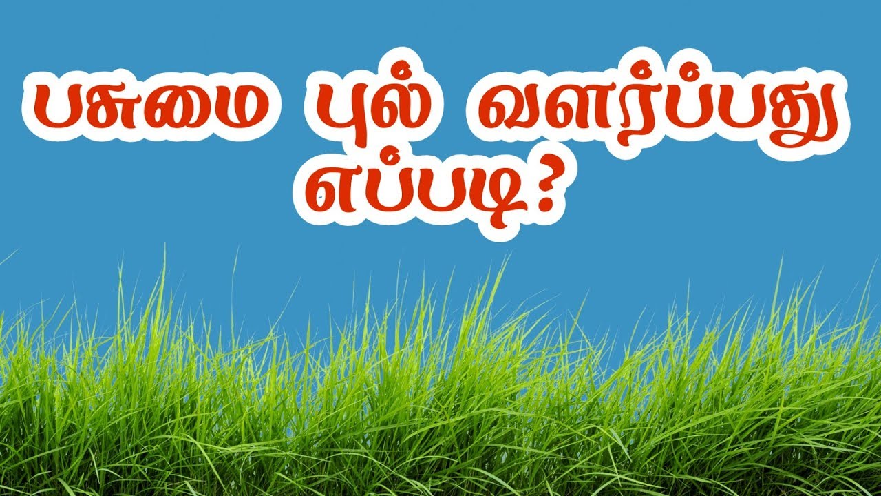 How to cultivate Food Grass Agricultural Video tamil culture YouTube