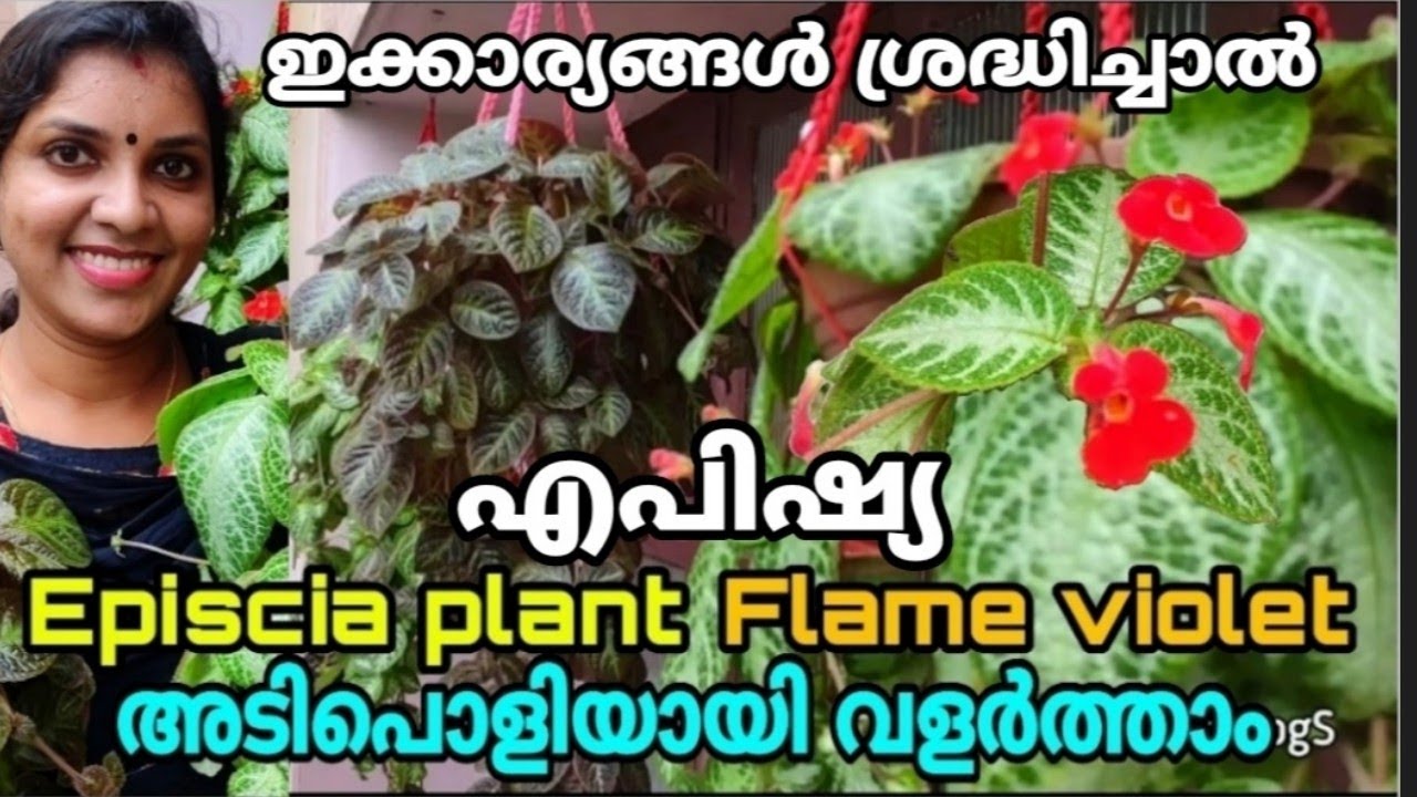 Episcia plant / Flame violet plant care and propogation in malayalam | എപ്പിഷ്യ | ഫ്ലെയിം വയലറ്റ് |