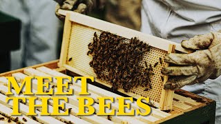Meet the Bees (Promotional Film)