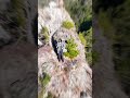 日本一危険な石橋「天念寺 無明橋」【天上天下唯我独尊】