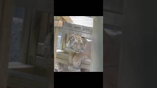 (4K) 여전히 반지하 라이프를 고집하는 아기 호랑이 설호 (Seolho) 2026.03.27 #shorts #tiger #bigcat