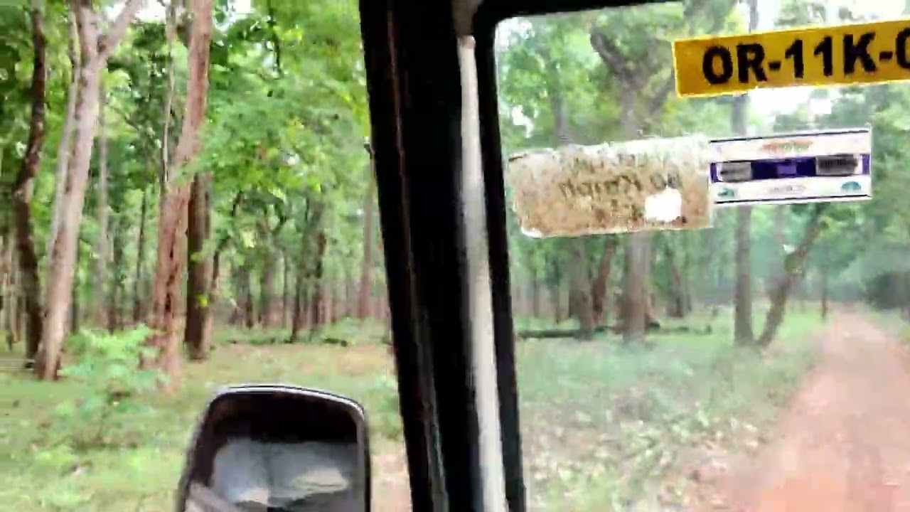 Similipal tiger reserve first video after open 2022