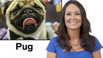 Every Dog Breed Explained (Part 2) | WIRED