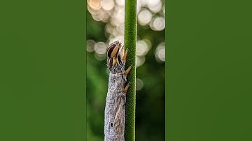 Wait For Macro Results🤩|| 12x Macro Lense, Catapillar 🐛Photography📷 #shorts #shortvideo #photography