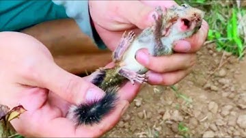 DIY Simple Squirrel Trap: Easy Steps to Catching Squirrels! 🐿️