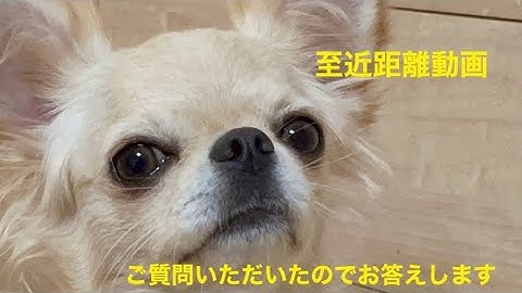 【至近距離動画】優良ブリーダーとは？【次回インスタライブ予告】