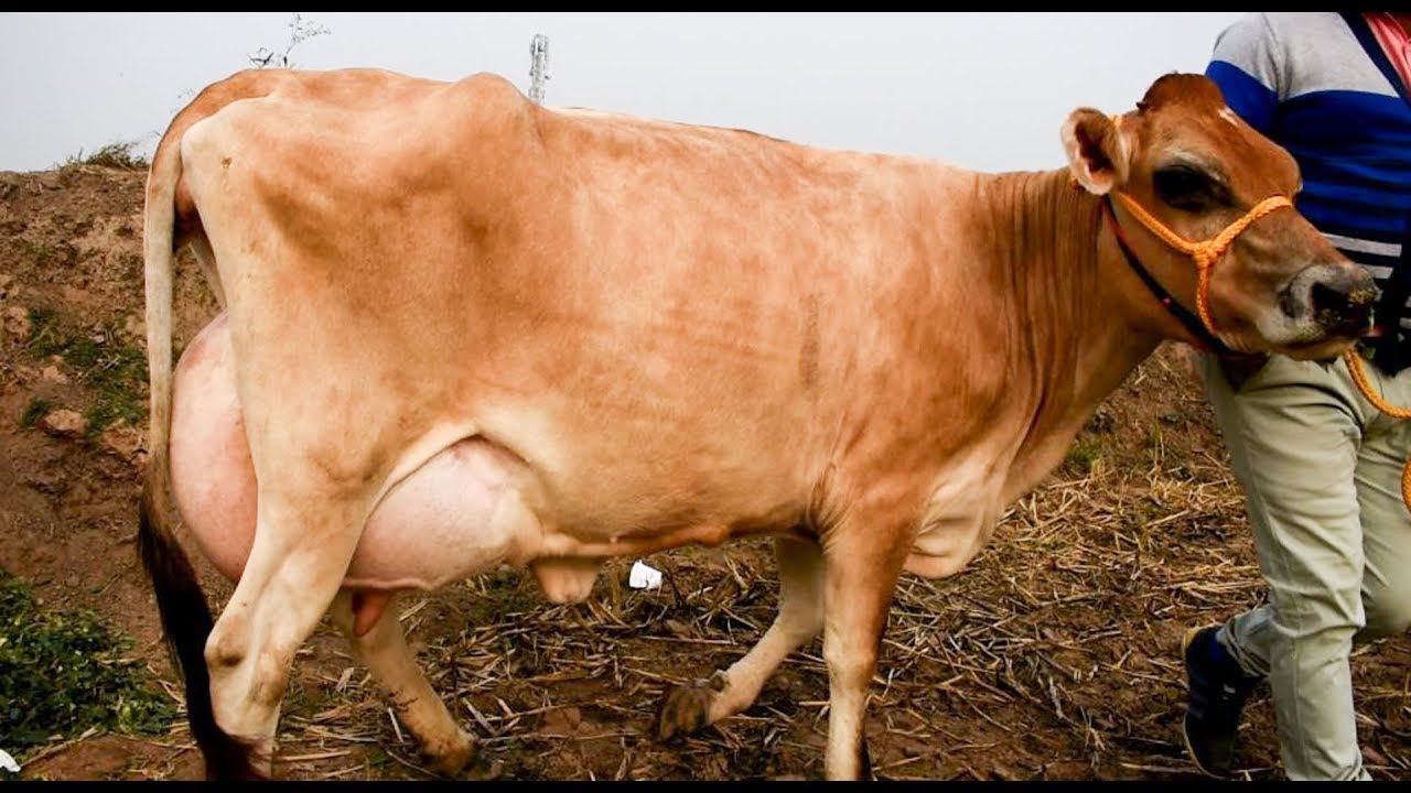 jersey cattle images