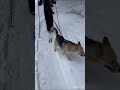 Приобщаем Верку к лыжам 😁 #собака #собакаизприюта #dog #зима #shorts