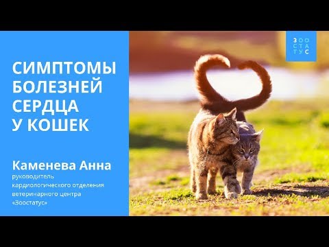 Симптомы болезни сердца у кошек