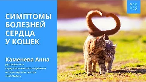 Симптомы болезни сердца у кошек