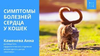 Симптомы болезни сердца у кошек