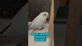 Blue Euwing Dilute Opline