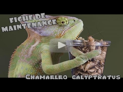Vidéo: Caméléon Voilé - Chameleo Calyptratus Calyptratus Race De Reptile Hypoallergénique, Santé Et Durée De Vie