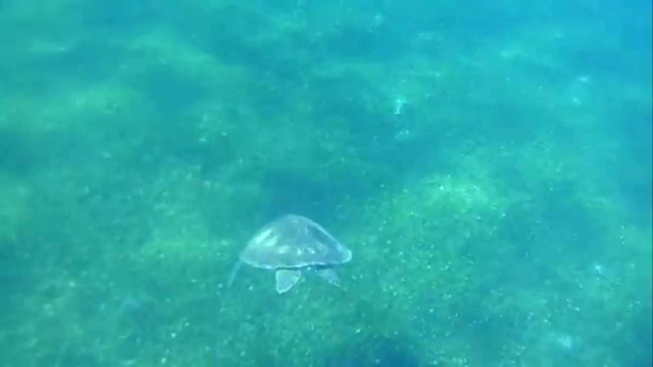 Tortues grande anse Martinique YouTube