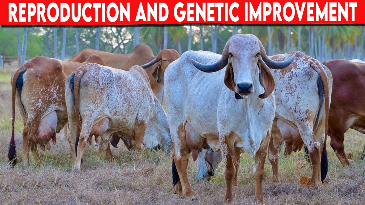 ⭕ REPRODUCTION AND GENETIC IMPROVEMENT, ASPECTS THAT GO HAND IN HAND  ✅  Dairy Cow