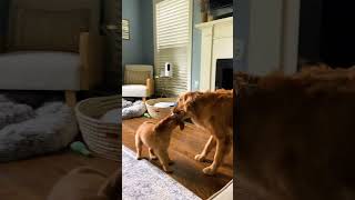 Dog Gets To Meet Her New Sister And It's Pure Magic | The Dodo