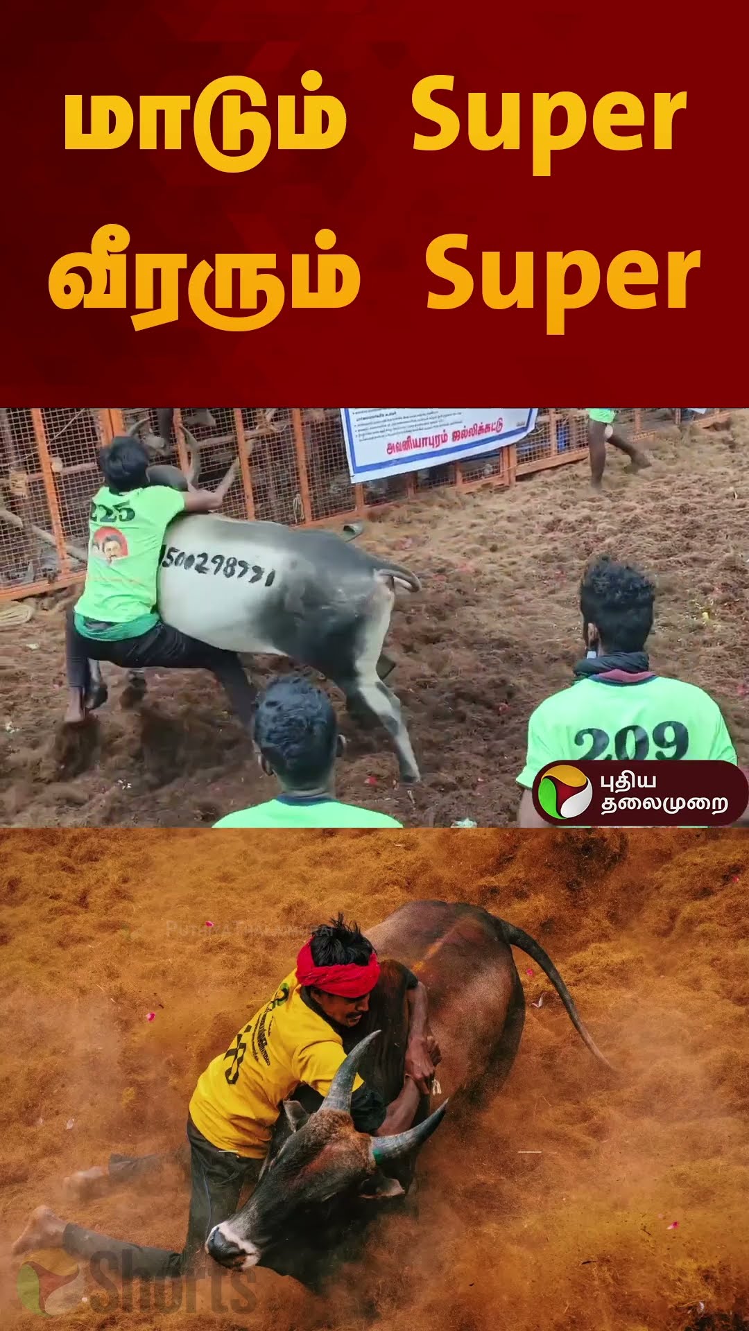 மாடும் Super வீரரும் Super | #jallikattu2025 | #madurai | #shorts