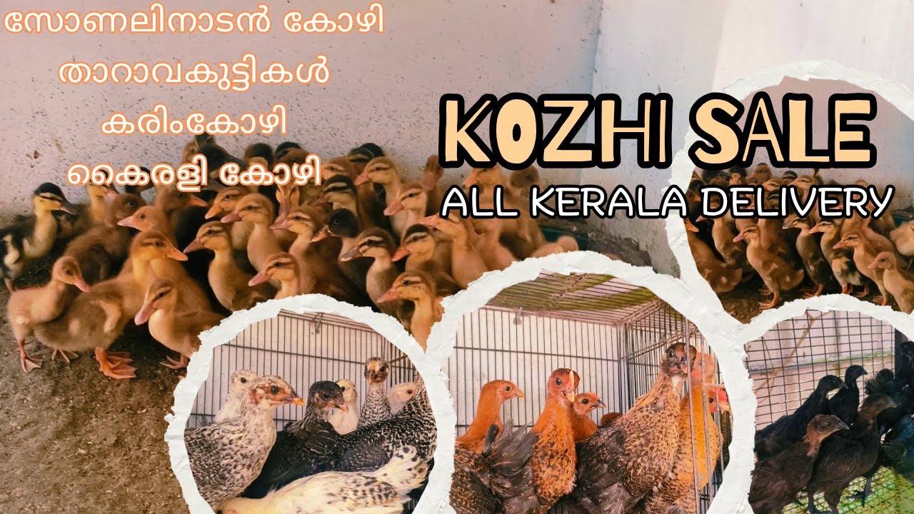Kozhi valarthal malayalam || നിങ്ങൾ കോഴി വളർത്തൽ ആഗ്രഹിക്കുന്നുവർ ആണോ? എന്നാൽ വേഗം വിളിച്ചോളൂ 🐤🐤