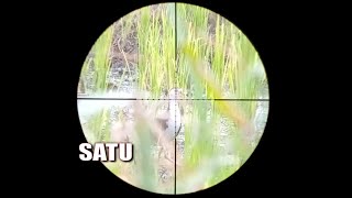 berburu ruak ruak di sawah
