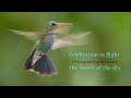 Celebrating Flight - Photographing Hummingbirds