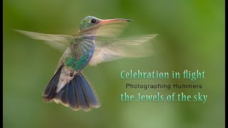 Celebrating Flight - Photographing Hummingbirds