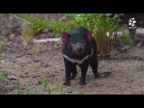 Video: Jak nebezpeční jsou tasmánští čerti?