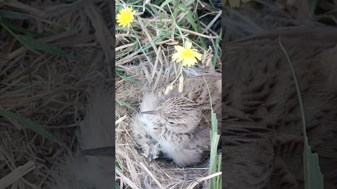 lark baby under mother 